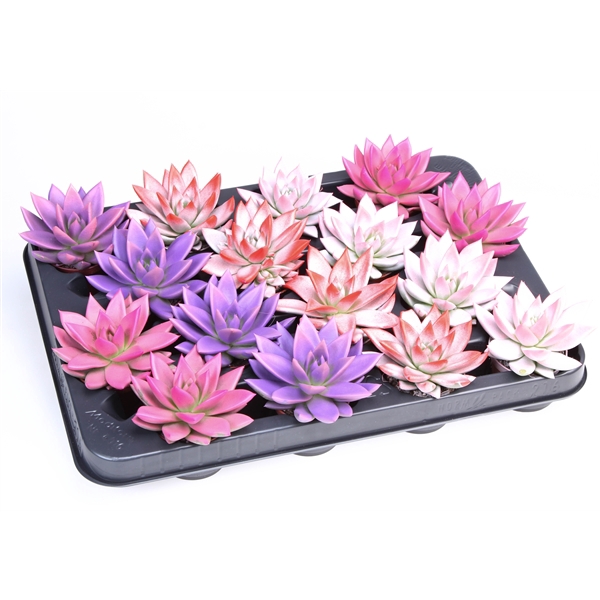 <h4>2 Colors love mix</h4>