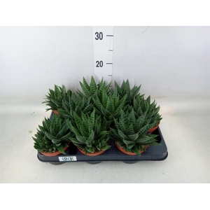 Gasteria