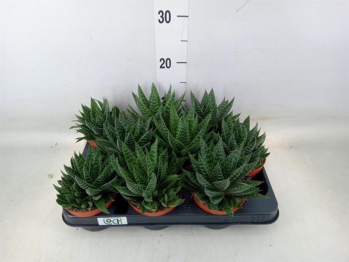 <h4>Gasteria</h4>