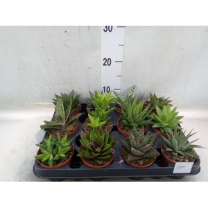 Aloe   ...mix