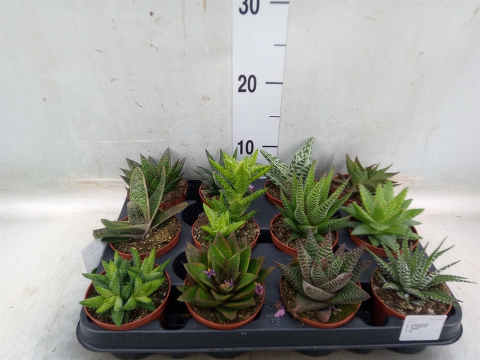 <h4>Aloe   ...mix</h4>