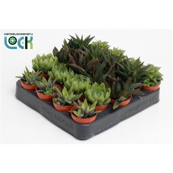 <h4>Haworthia Mix</h4>