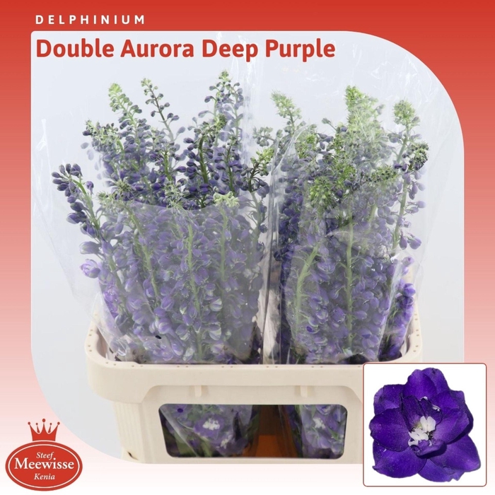 <h4>Delph Double Aurora Deep Purple</h4>