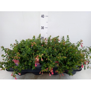 Fuchsia  'Tom Thumb'
