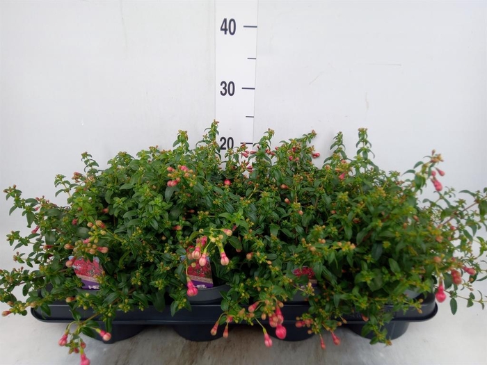 <h4>Fuchsia  'Tom Thumb'</h4>