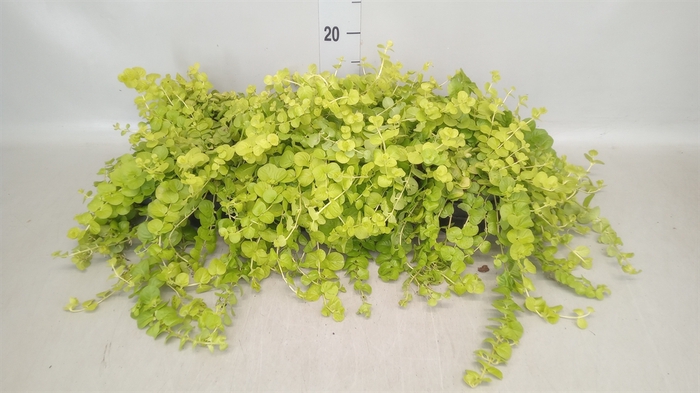 <h4>Lysimachia nummularia</h4>