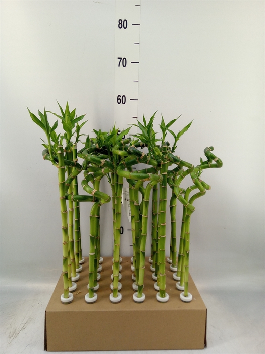 <h4>Dracaena sand. 'Lucky Bamboo' ..pyr</h4>