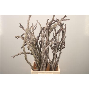 Figue Grey Per Bunch ( 5 Stems )