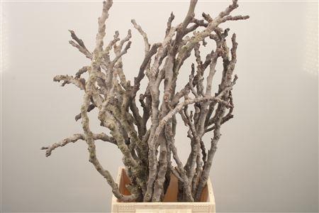 <h4>Figue Grey Per Bunch ( 5 Stems )</h4>