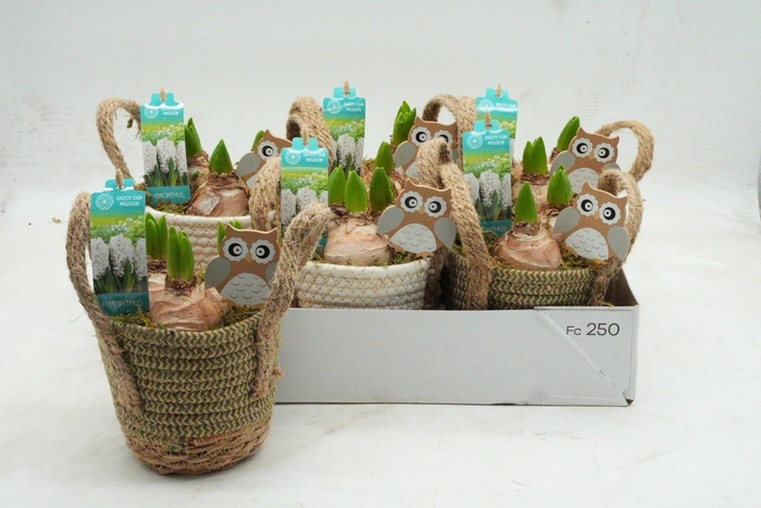 <h4>ARR HYACINTH</h4>