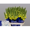 Antir Potomac Yellow Beentjes