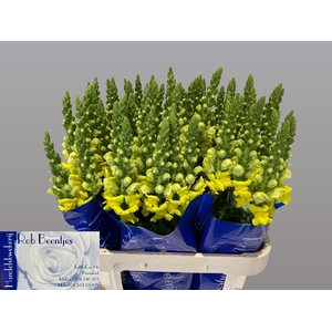 Antir Potomac Yellow Beentjes
