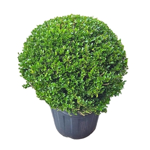 Ilex crenata Dark Green, P60, Bol Ø70cm