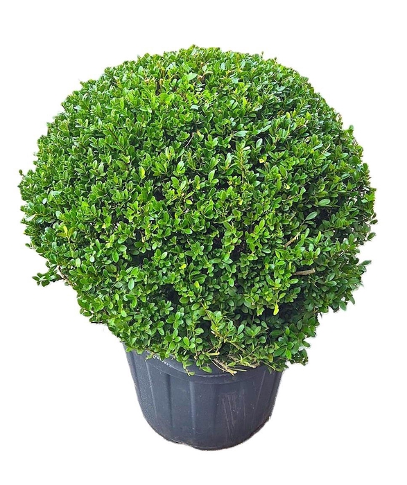 <h4>Ilex crenata Dark Green, P60, Bol Ø70cm</h4>