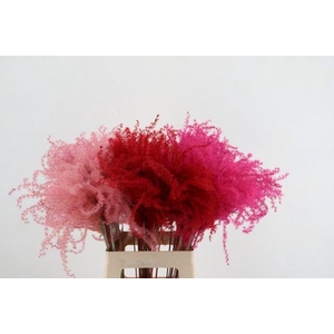 Dried miscanthus paint Love Mix