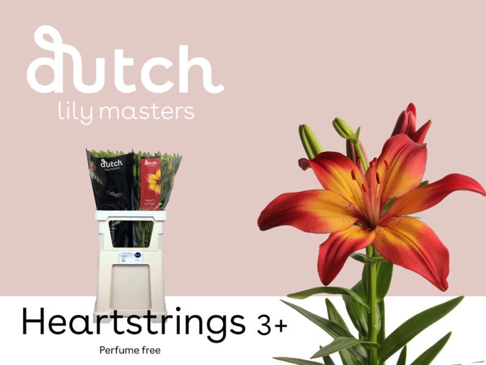 <h4>Li Az Heartstrings 3+ Lily Master</h4>
