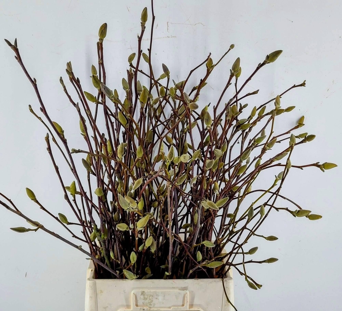 <h4>MAGNOLIA OV</h4>