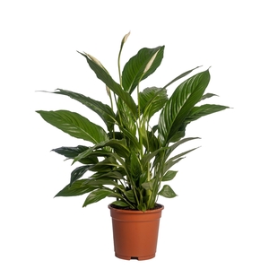 Spathiphyllum 'Vivaldi Spa' zonder potcover
