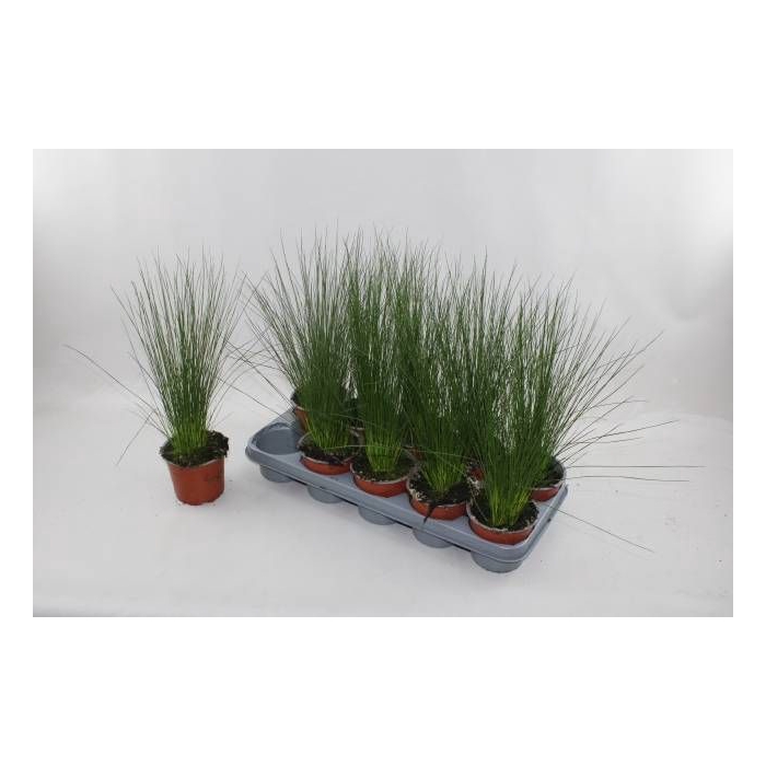 <h4>JUNCUS PENC GRASS</h4>