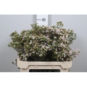 Chame Un Jupite Moon