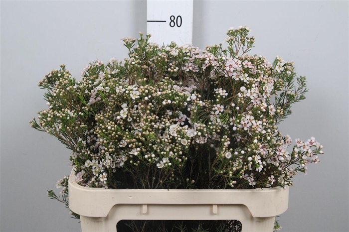 <h4>Chame Un Jupite Moon</h4>