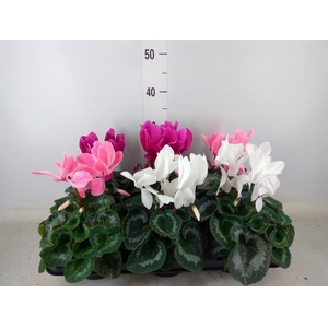 Cyclamen GR 'Mammoth'