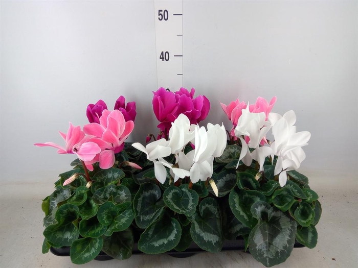 <h4>Cyclamen GR 'Mammoth'</h4>