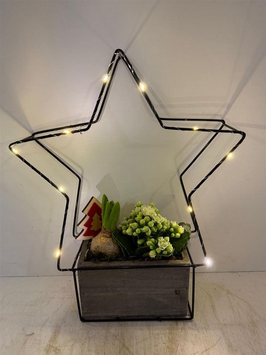 <h4>Arr (20) Verlichte Ster</h4>