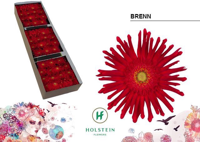 <h4>Gerbera Gerpasta Brenn</h4>