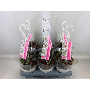 Ceropegia woodii ssp. woodii