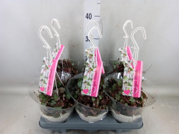 <h4>Ceropegia woodii ssp. woodii</h4>