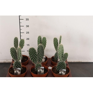 C Opuntia 12 Cm. P. Mickey Mouse