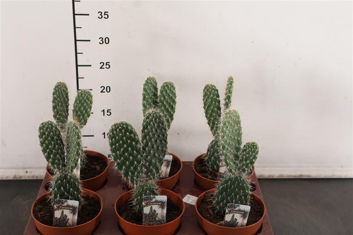 <h4>C Opuntia 12 Cm. P. Mickey Mouse</h4>