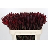 Leucadendron Saf Sunset Dark R.