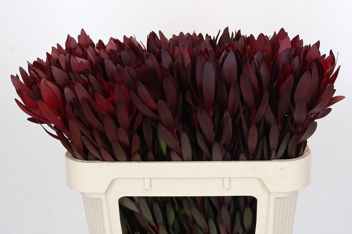 <h4>Leucadendron Saf Sunset Dark R.</h4>