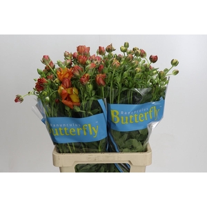 Ranunculus Butterfly Uranus