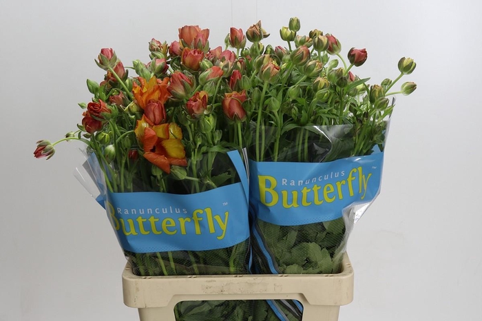 <h4>Ranunculus Butterfly Uranus</h4>
