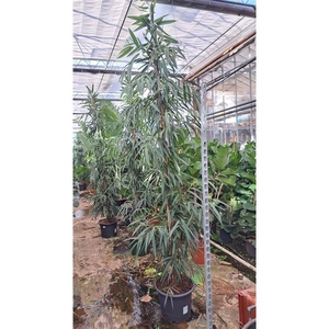 Ficus Alii piramide 350