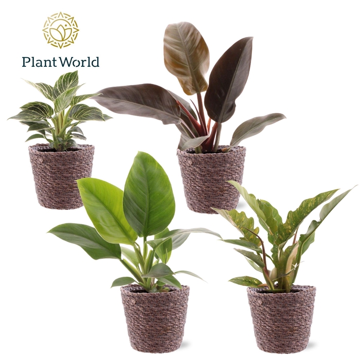 <h4>Philodendron gemengd div. soorten Trendy Mand</h4>