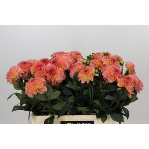 Dahlia Chanel