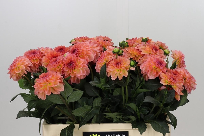 <h4>Dahlia Chanel</h4>