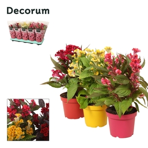 Celosia 'Hot Topic' mix with sleeve | Decorum
