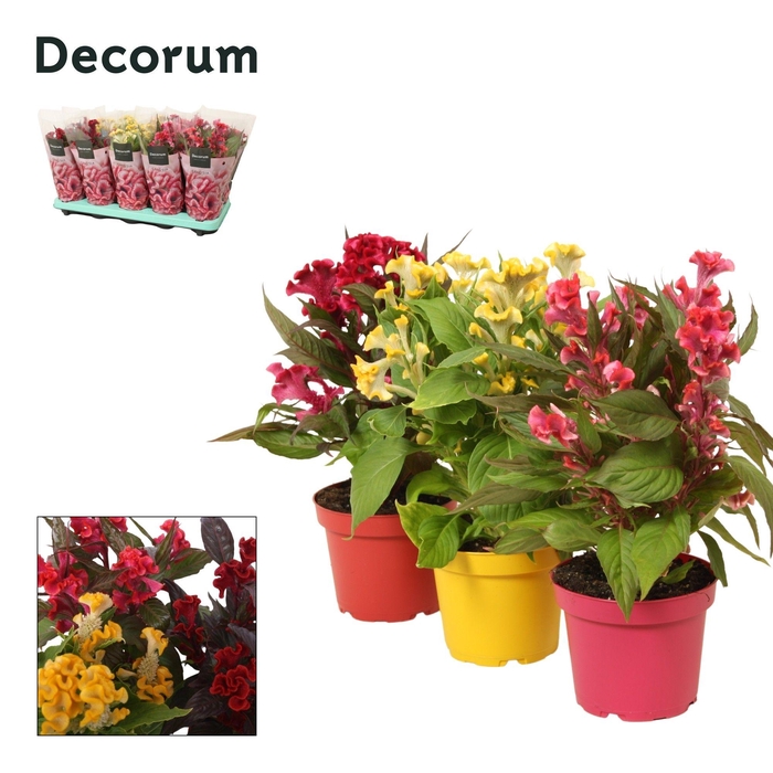<h4>Celosia 'Hot Topic' mix with sleeve | Decorum</h4>