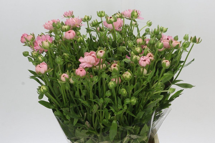 <h4>Ranunculus Natura Moderna Venus</h4>