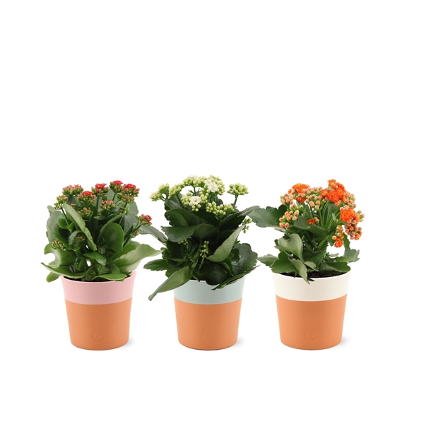 <h4>Kalanchoë 3 color mix in Pure Terra Cotta ceramics</h4>