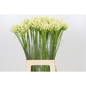 Agap Eyfori White