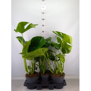Monstera delic.