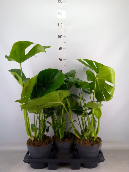 <h4>Monstera delic.</h4>
