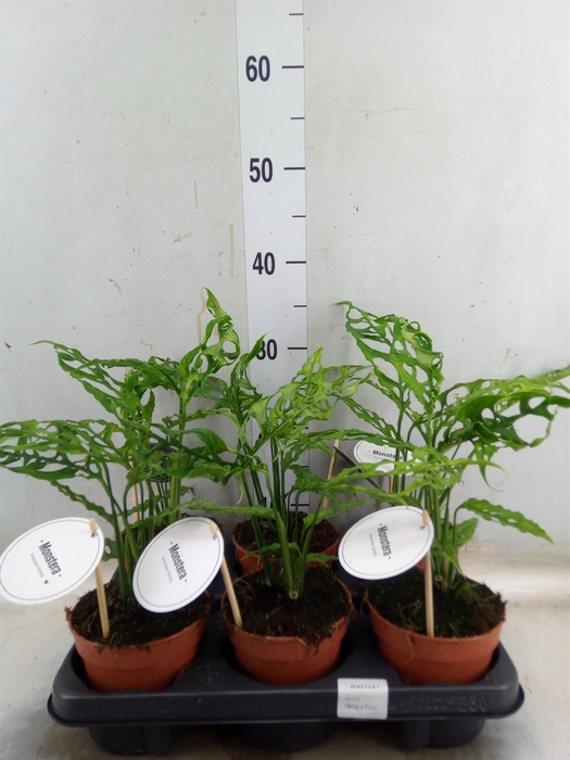 <h4>Monstera   ...</h4>