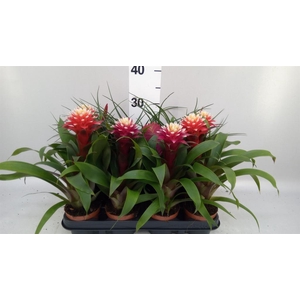 Bromelia   ...mix